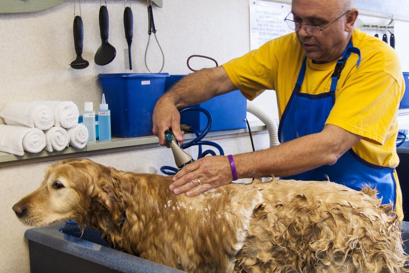 Inside the grooming salon