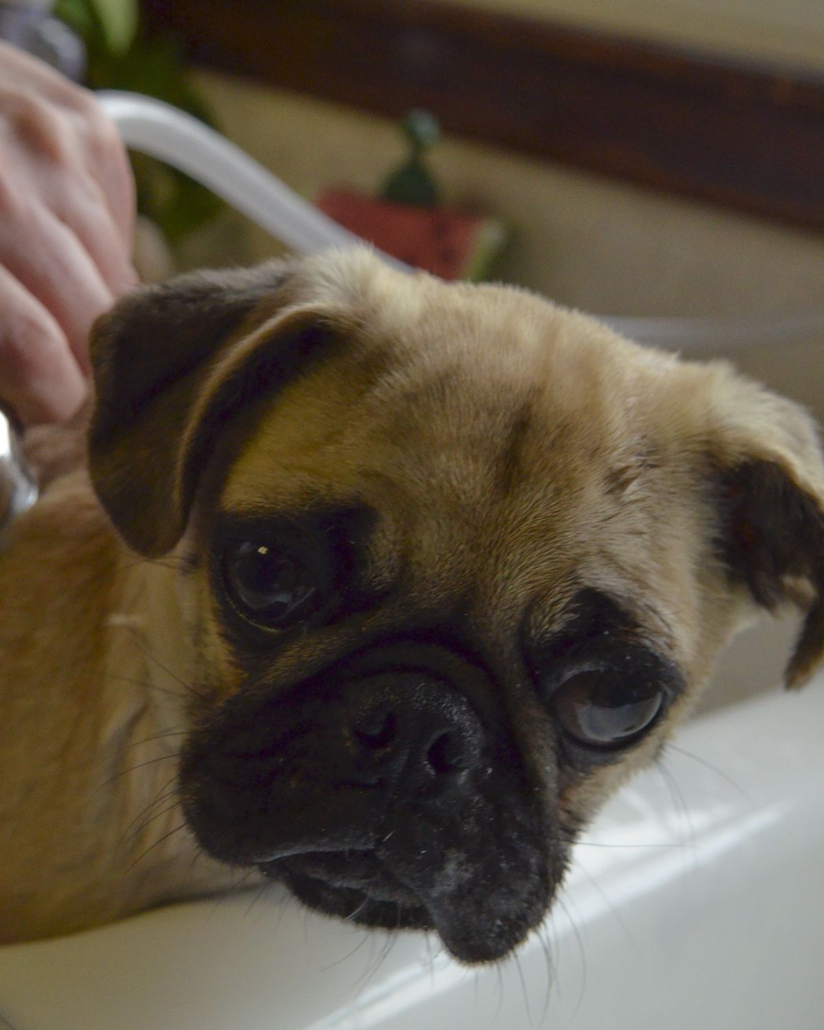 A dog being blow-dried after a bath