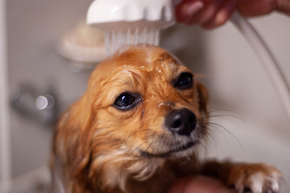 How often should your dog be groomed?