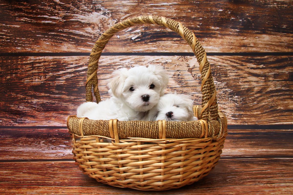 Getting your puppy ready for their first groom