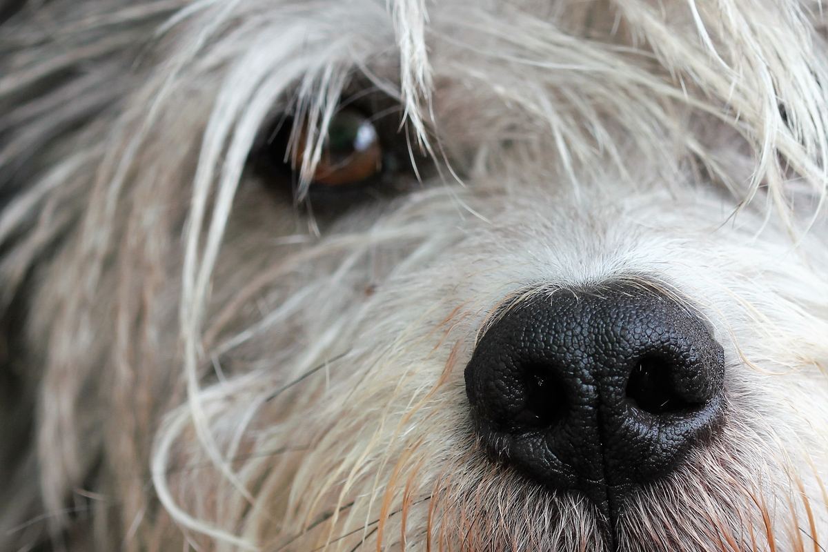 Matting: why it happens, and when a shave-down is kinder