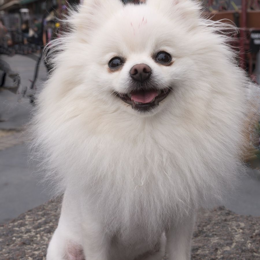 Fresh from a full groom