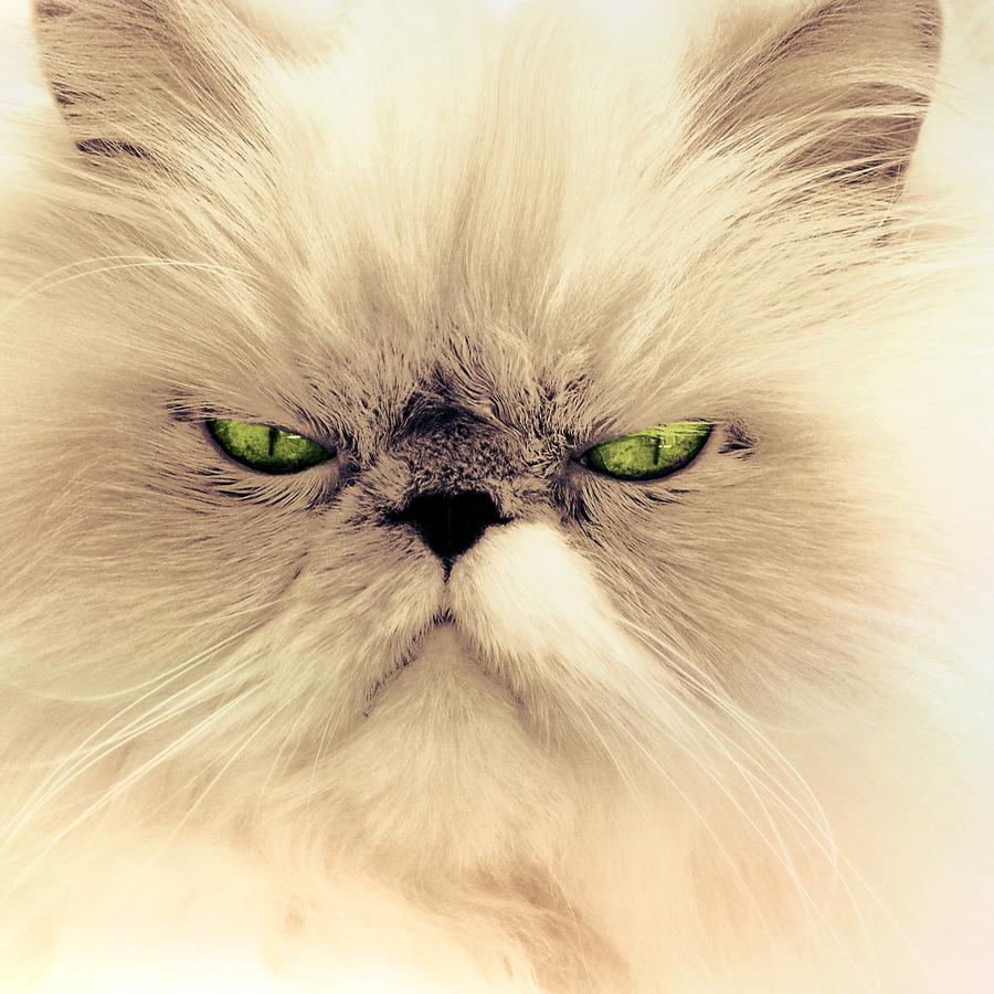 Silky coat, happy cat