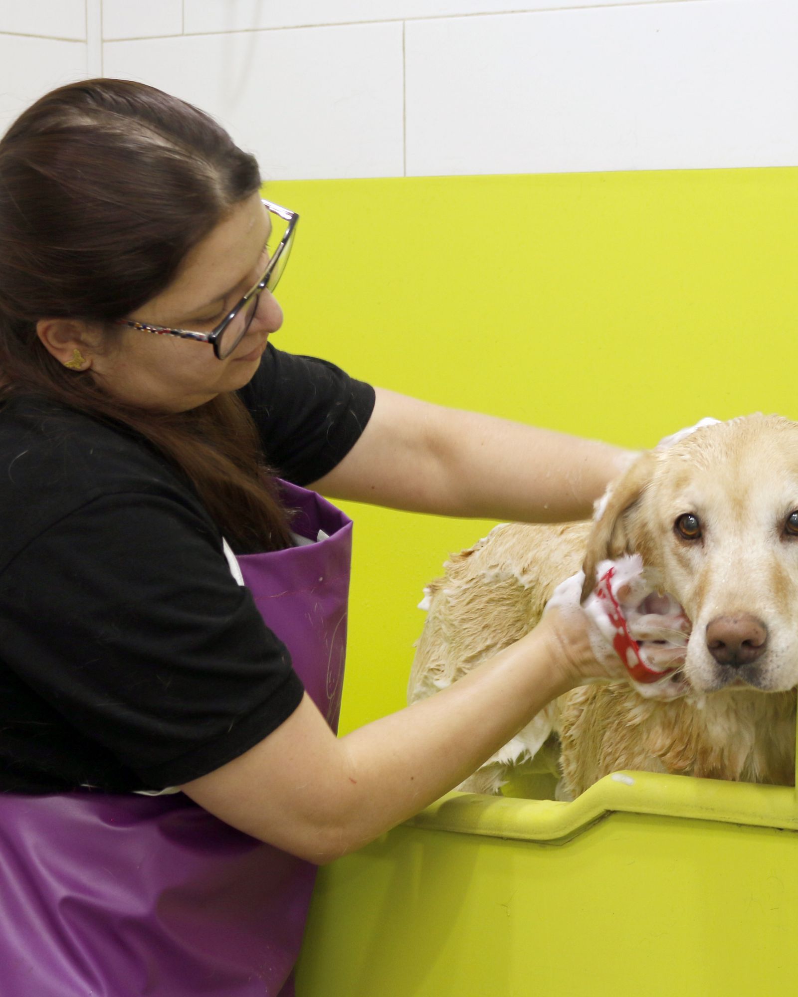 A groomer with a happy, freshly groomed dog