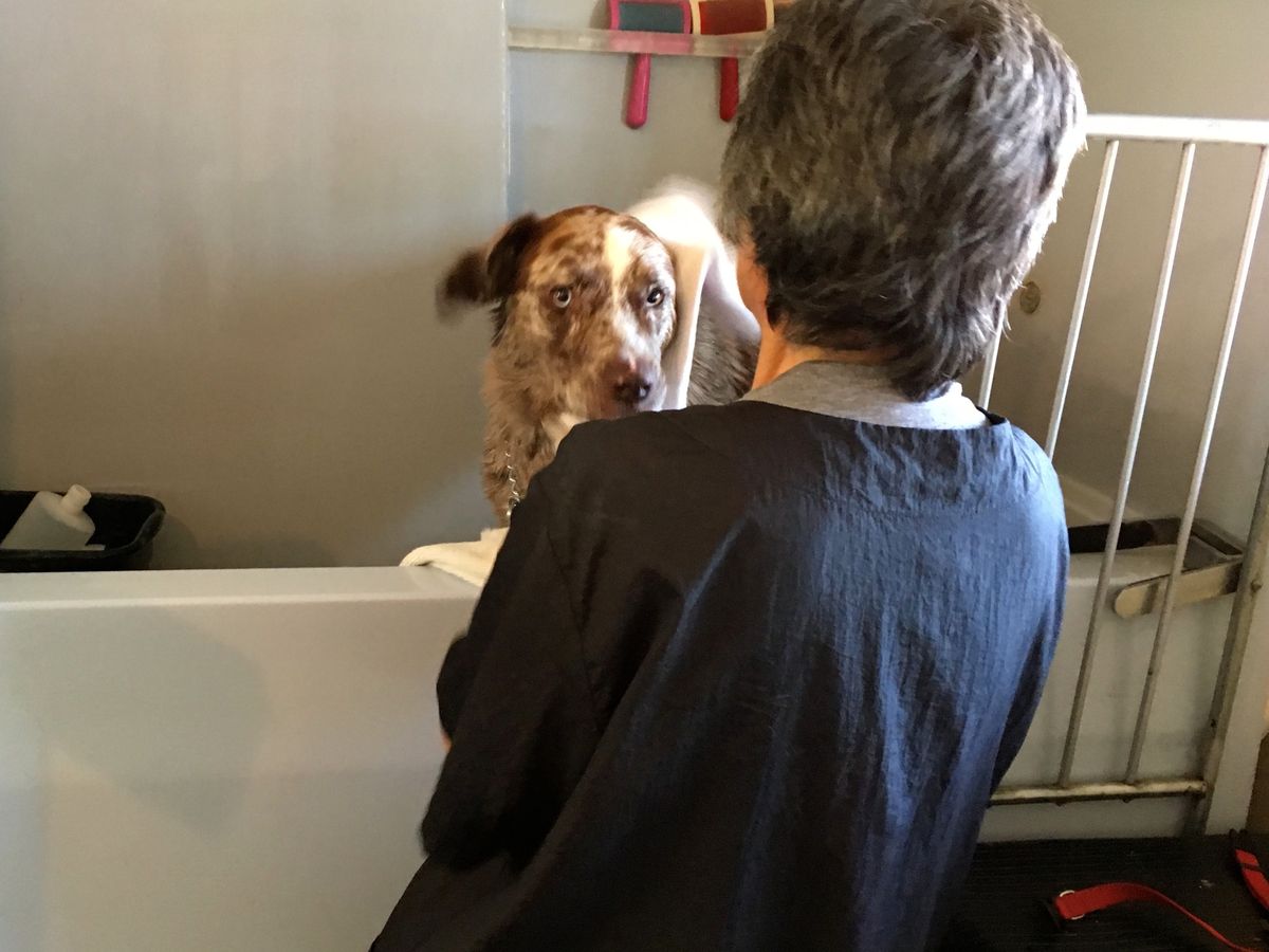 Inside the grooming salon. Opens directions in Google Maps.