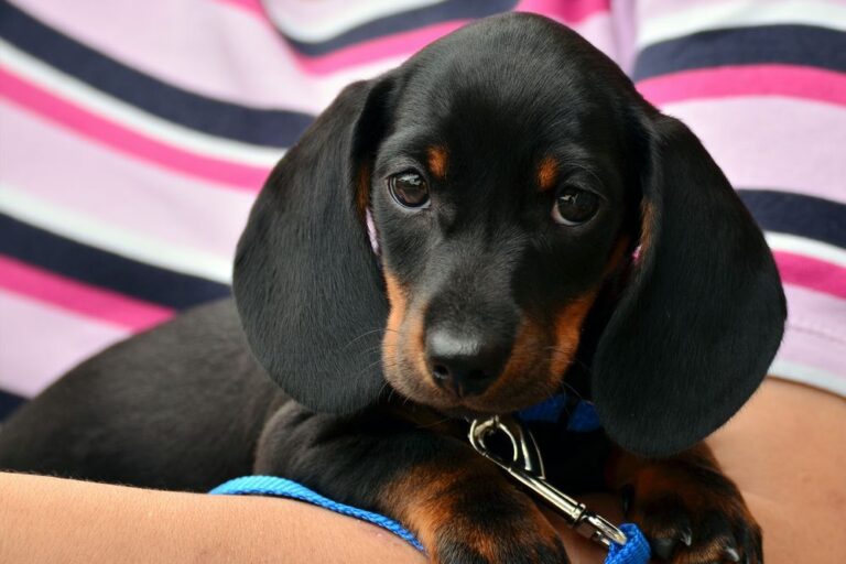 Puppy Intro Groom (under 6 months)