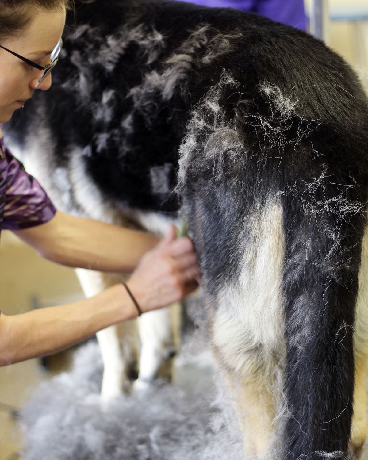 A groomer brushing out a dog’s coat